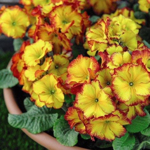 Polyanthus firecracker - t&m,
