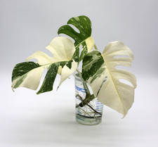 Monstera Albo Borsigiana