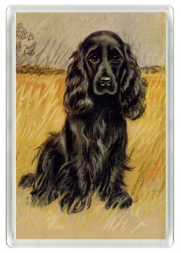 Cocker spaniel dog - cocker,