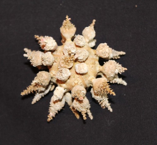 Incredible tropical sea urchin - incredible,