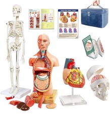 Human Skeleton,Heart,Half Size