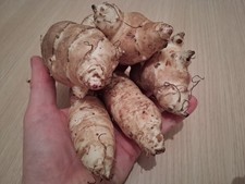 Jerusalem Artichoke 5 x large
