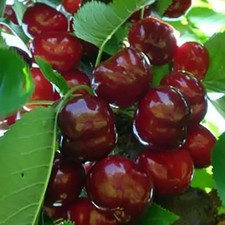 Sweet Cherry Fruit Tree 5ft