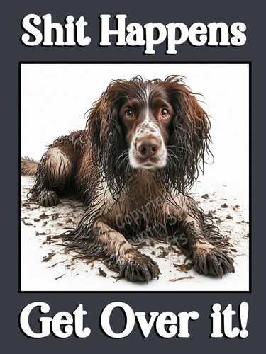 Springer sprocker spaniel pet - springer,