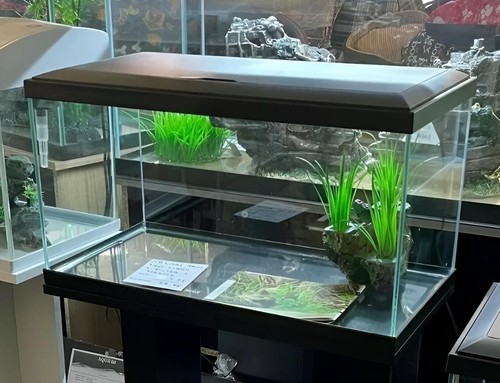 Brand new glass fish - *,