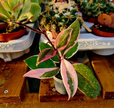 Hoya Carnosa Flamingo Dream |