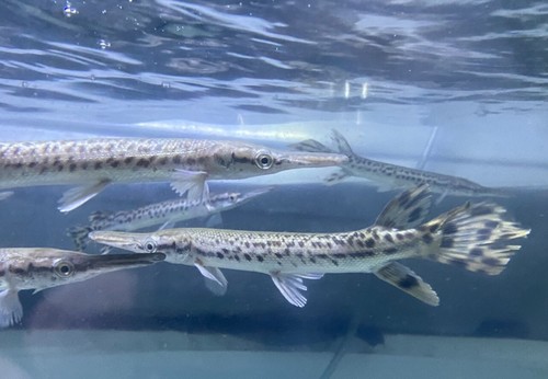 Live tropical fish - tropical, fish-alligator