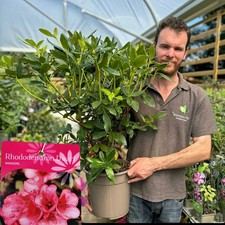 Rhododendron Dwarf Winsome