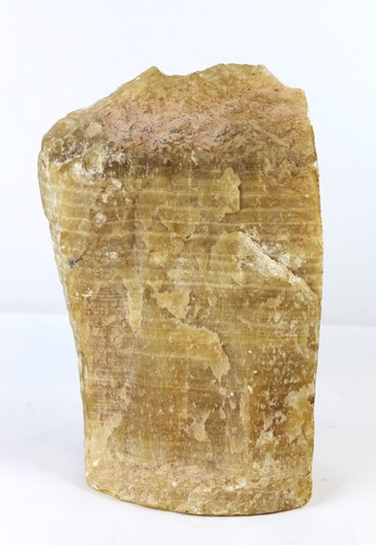 Petrified fossil wood specimen - fossil,