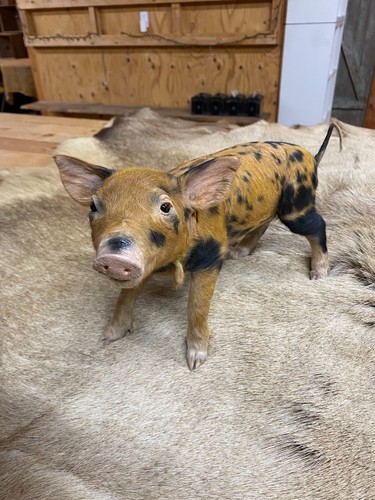 Taxidermy piglet mount 3 - taxidermy,