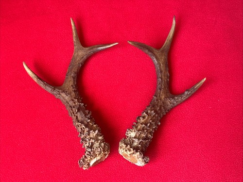Pair roe deer antlers - pair, of