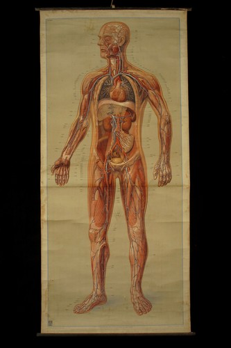 Vintage ecorché poster - vintage,
