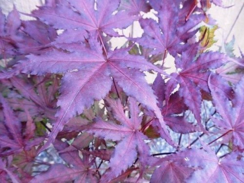 Purple ghost japanese - purple,