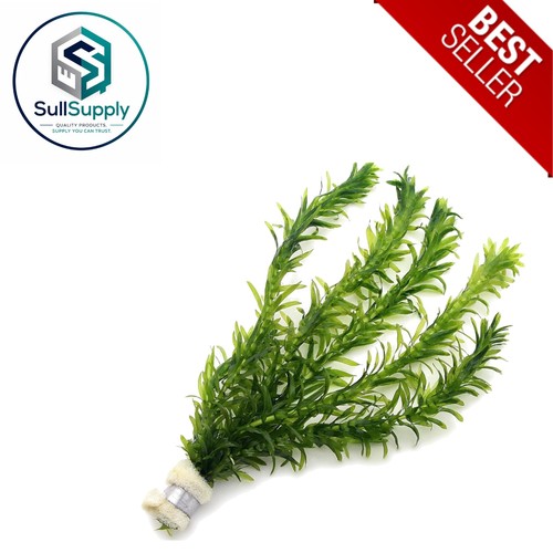 Elodea densa 1 - elodea, bunch