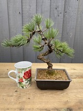 Bonsai Tree Japanese white