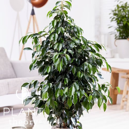 145cm ficus benjamina - benjamina, danielle
