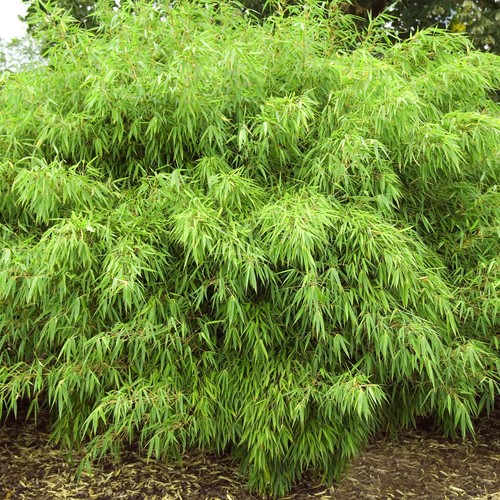 Fargesia rufa hardy - fargesia,