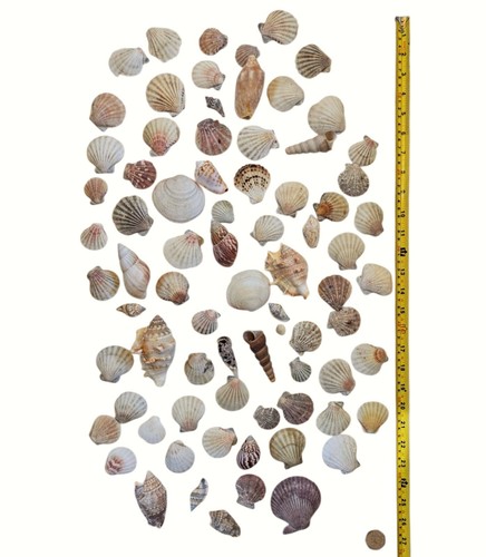 Mixed natural sea shells - natural,