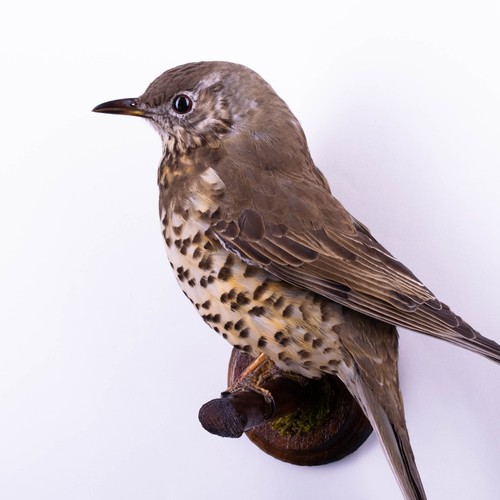 Taxidermy song thrush - song,