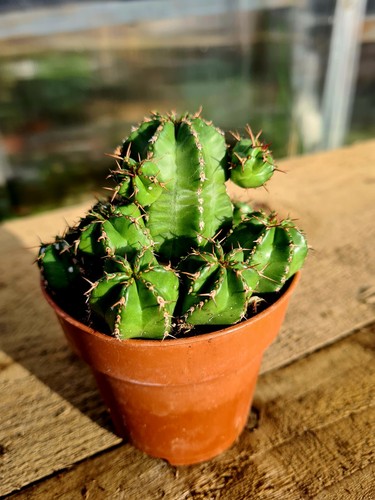 Euphorbia echinus - euphorbia,