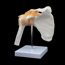 Human shoulder Anatomical