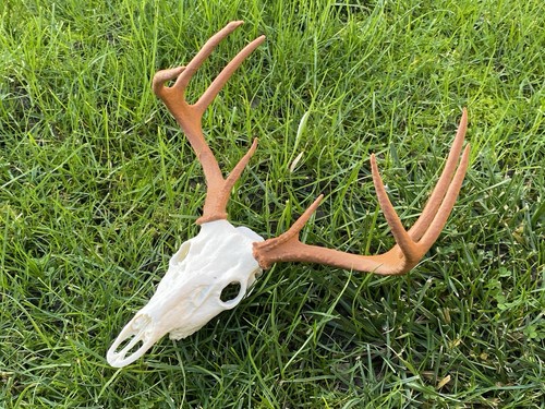 Replica deer and antlers - deer,