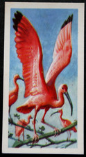 SCARLET IBIS   Vintage 1961