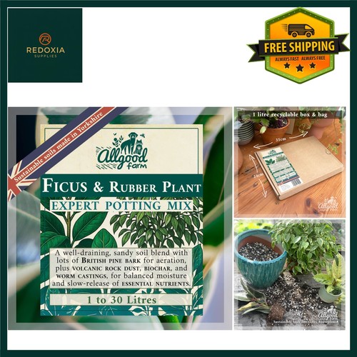 Ficus rubber plant potting - ficus,