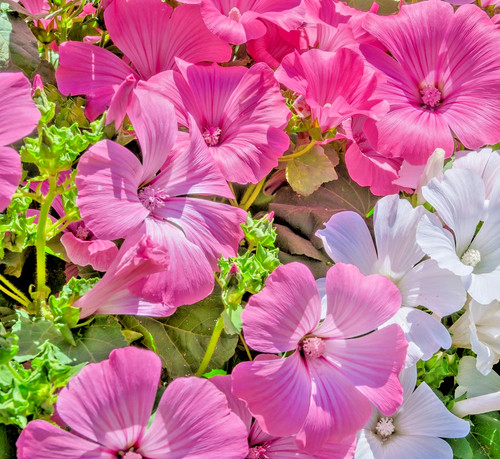 350x lavatera trimestris rose - trimestris,