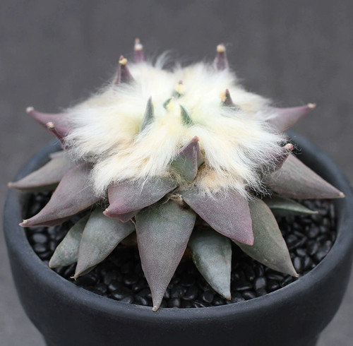 8cm ariocarpus retusus - 7-8cm,