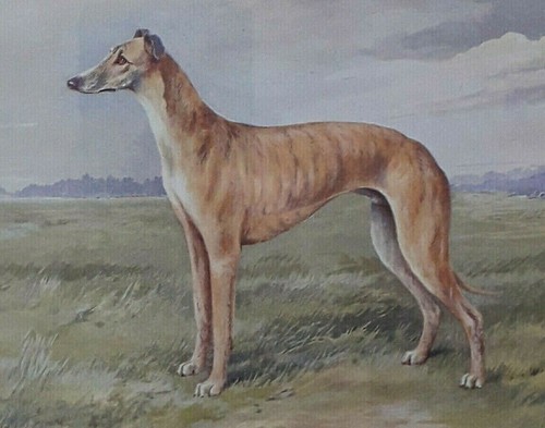 Greyhound dog print - greyhound,