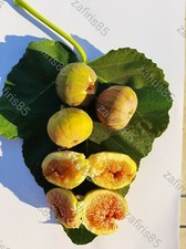 2 x “Laitziana mavra” Fig tree cuttings brown FIG From CYPRUS Island