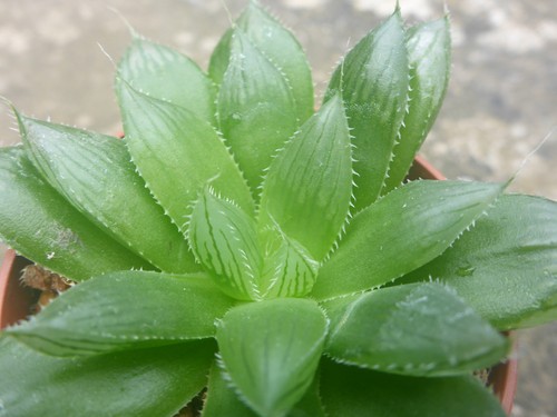Haworthia springbokvlakensis - , x
