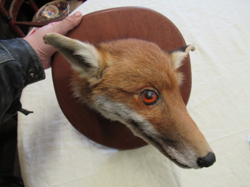 Taxidermy fox head - on, shield