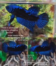 Blue Alien Samurai Plakat Male - IMPORT LIVE BETTA FISH FROM THAILAND