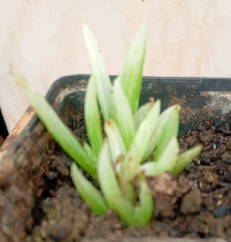 Aloe vera plant several - ,