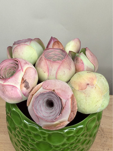 Great gift idea-Aeonium