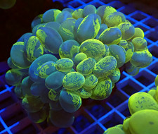 WYSIWYG "Gamma Burst" Pigment