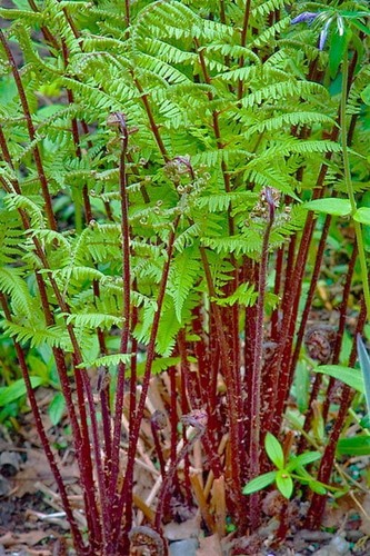 Fern lady red - fern, in