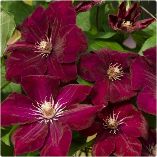 Clematis rouge cardinal - clematis, x