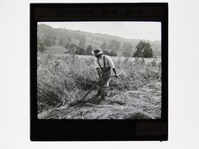 Rural Farmer Using Scythe -