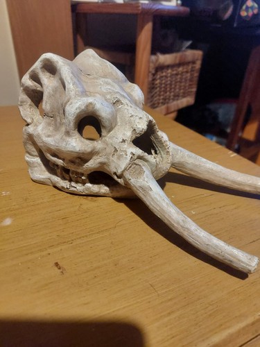 Exo terra skull reptile - exo,