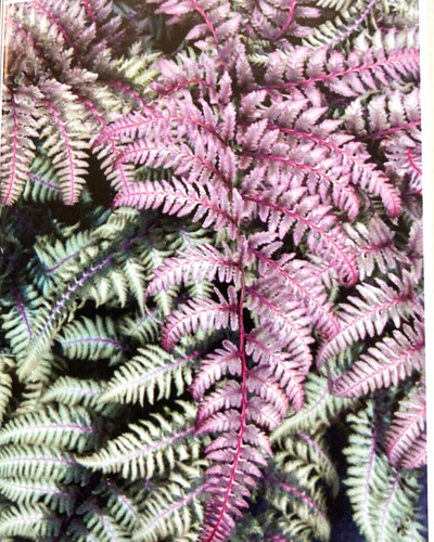 Painted fern plant perennial - painted,
