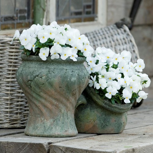 Viola sorbet white autumn - viola, and