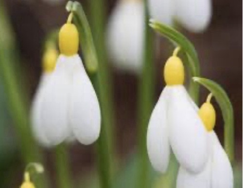 Galanthus primrose - galanthus, ‘primrose