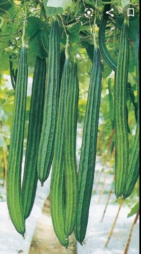 Bangladeshi ridge gourd jhinga - ridge,