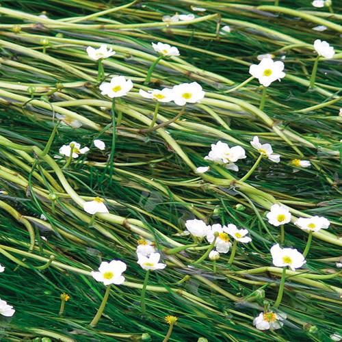 Bunches water - to,