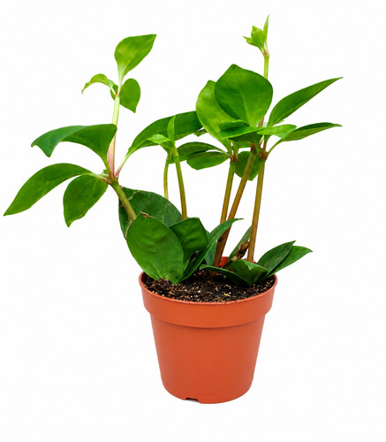 Peperomia trinervula bibi - trinervula,