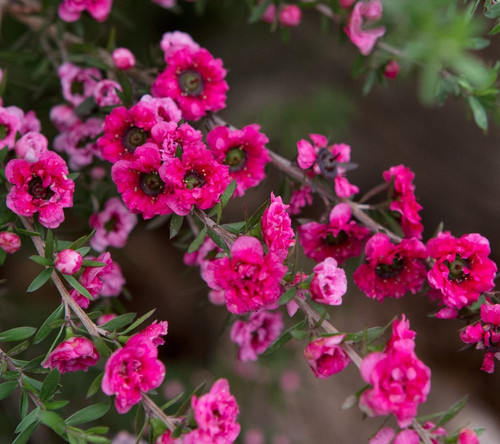 Leptospermum red damask - leptospermum, .tea