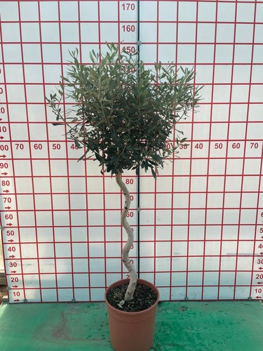 European olive tree 150cm tall - 150cm,